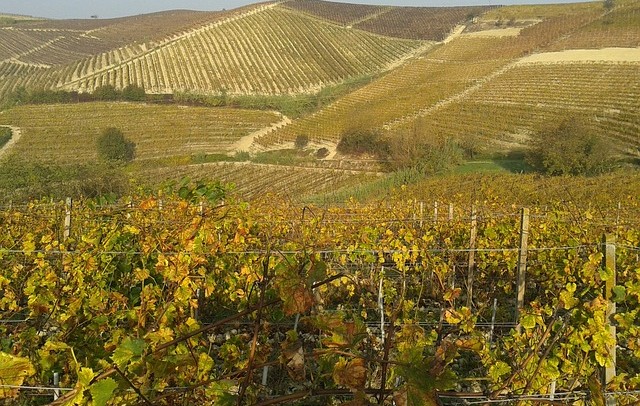 vineyards-667596_640